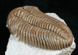 Nice Pliomera Fischeri Trilobite #6452-4